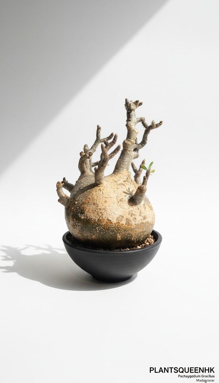 Pachypodium gracilius